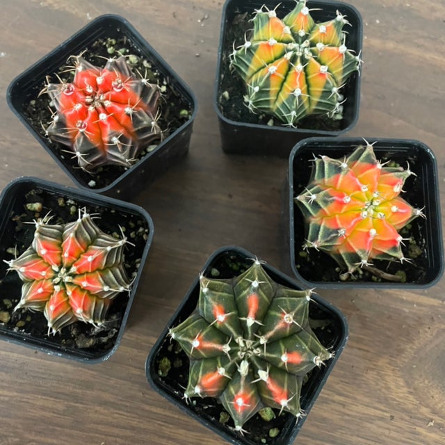 rare plants | Crafeteria and Greens